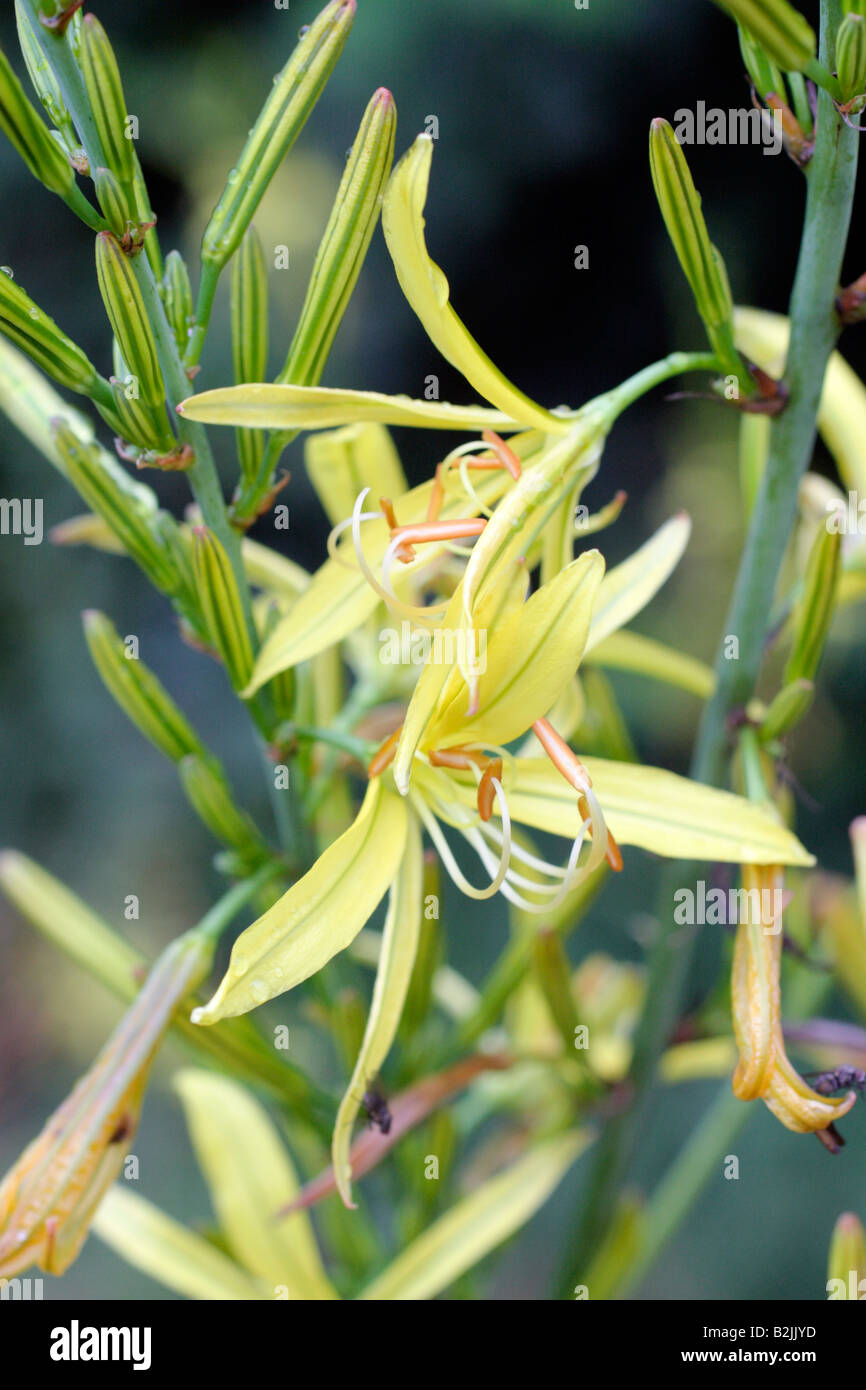 ASPHODELINE LIBURNICA FLEURS S'OUVRENT LE SOIR Banque D'Images