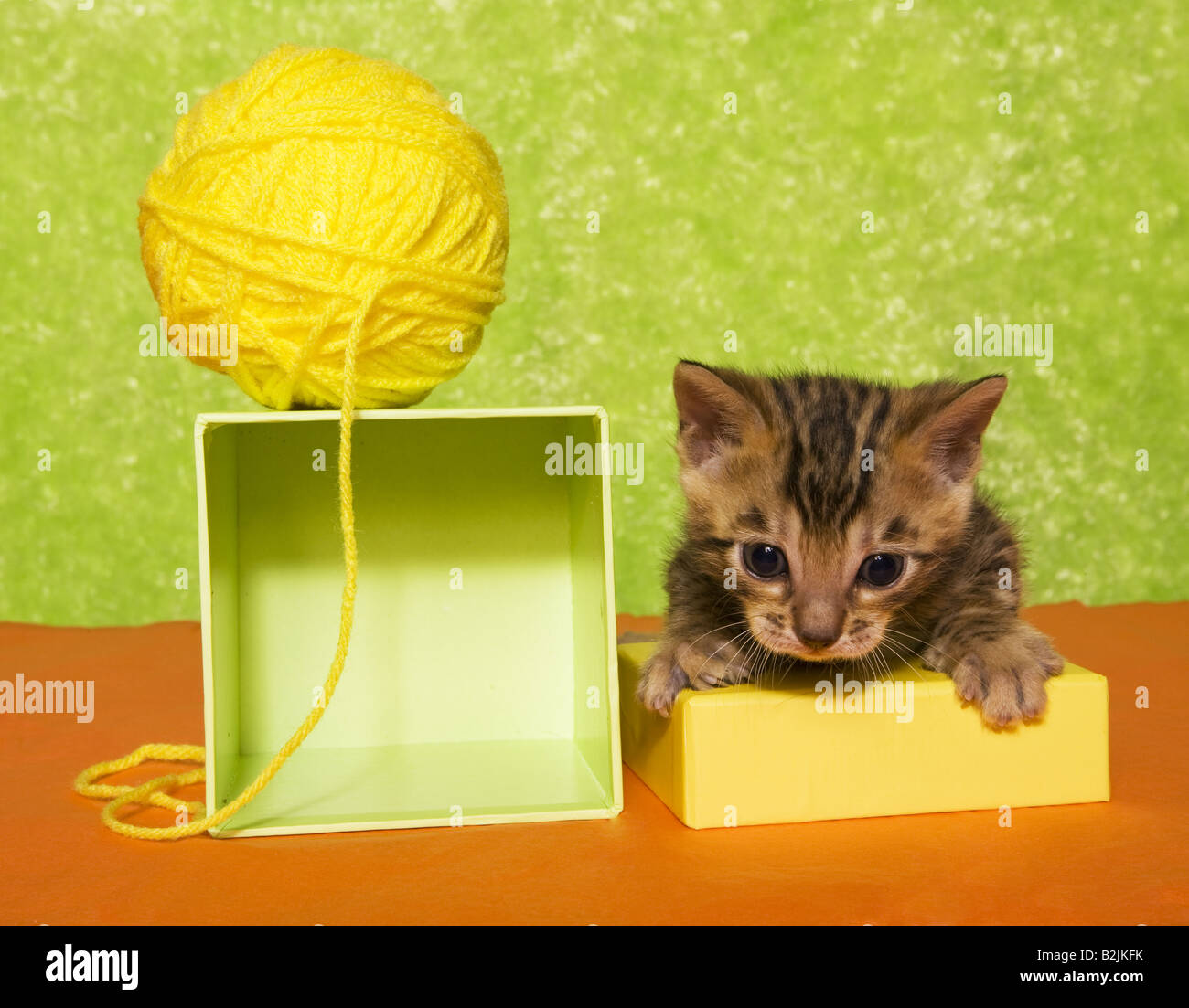 Cute chatons colorés sur fond vert et orange avec boule de fil jaune Banque D'Images Cute chatons colorés sur fond vert et orange avec boule de fil jaune Banque D'Images