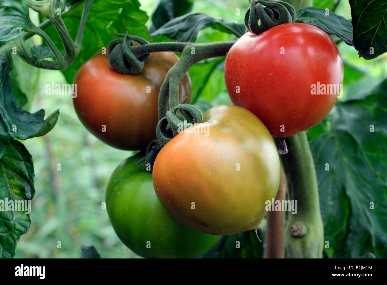 La tomate FERLINE F1 variété hybride avec l'ÉPI DE LA TOLÉRANCE ET DE LA RÉSISTANCE AU VERTICILLIUM ET FUSARIUM WILTS Banque D'Images