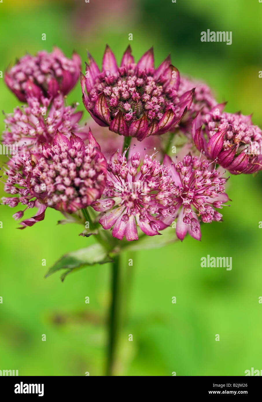 ASTRANTIA MAJOR Abbey Road Banque D'Images