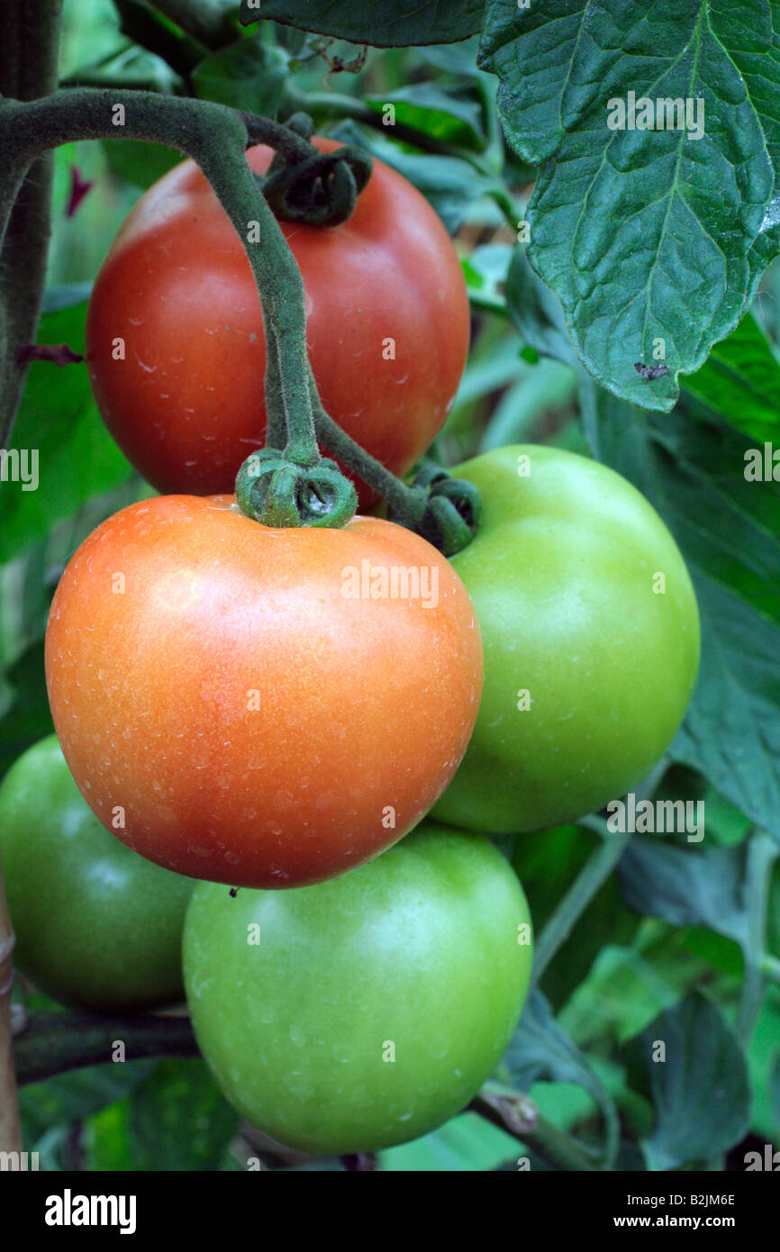 La tomate FERLINE F1 variété hybride avec l'ÉPI DE LA TOLÉRANCE ET DE LA RÉSISTANCE AU VERTICILLIUM ET FUSARIUM WILTS Banque D'Images