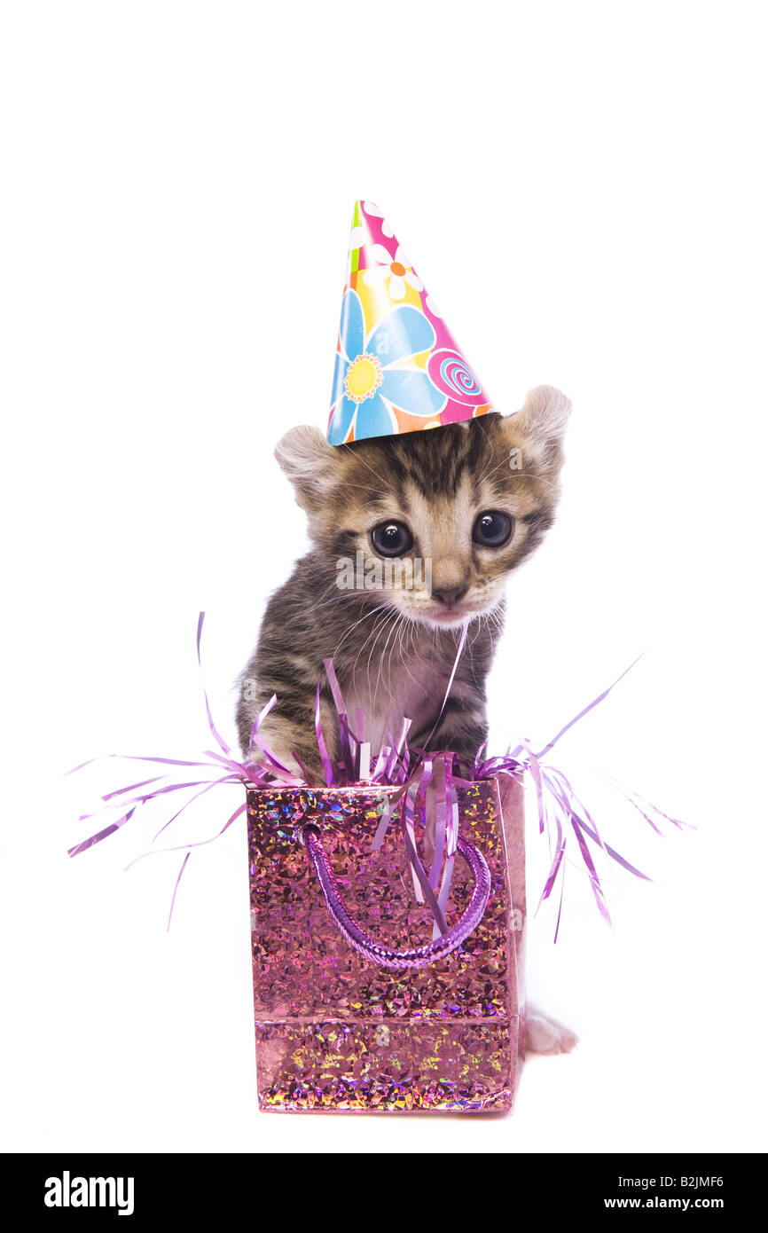 Joyeux Anniversaire Adorable Chaton Wearing Hat Avec Sac Cadeau Isole Sur Fond Blanc Photo Stock Alamy