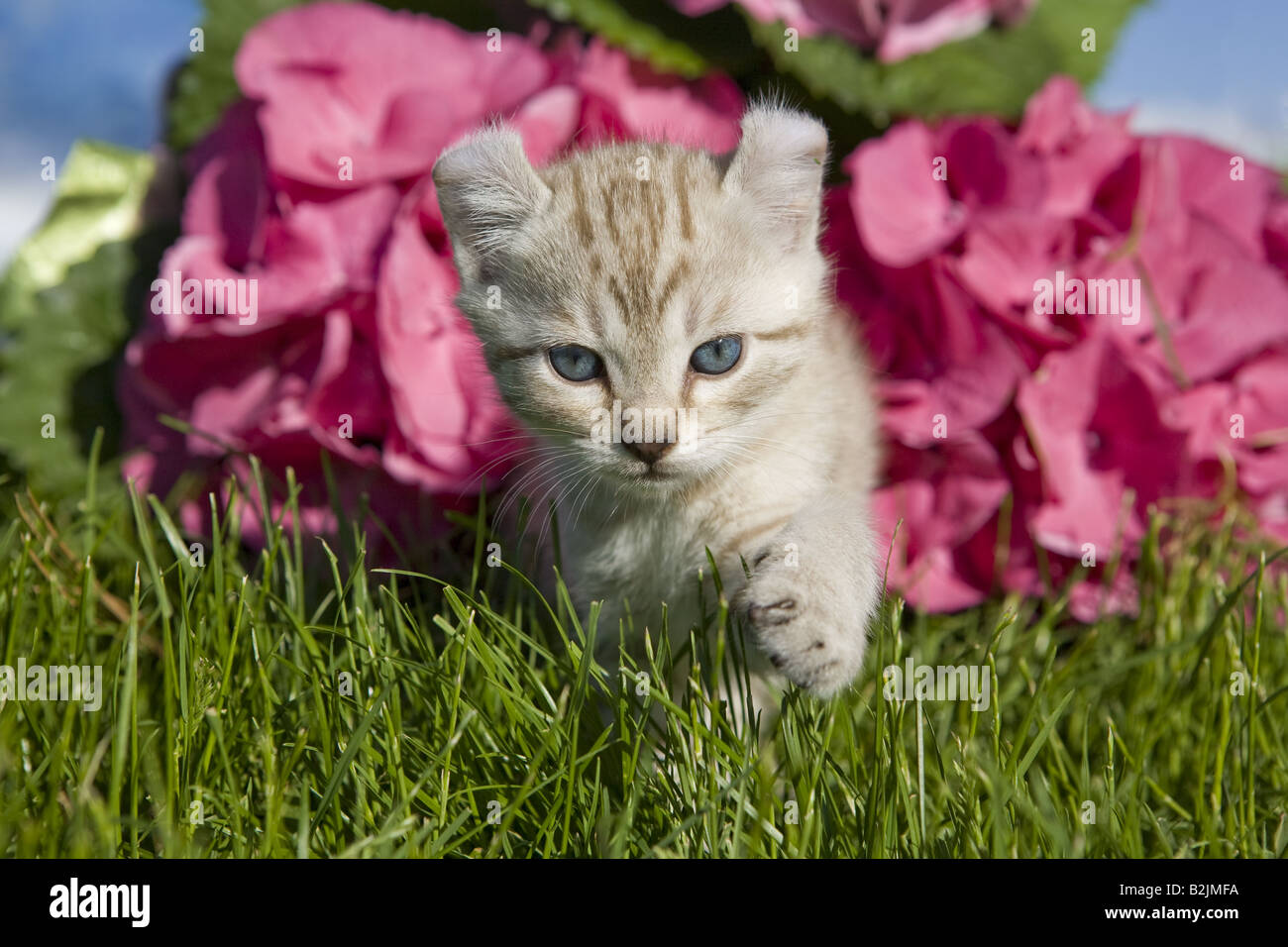 L'oreille curl adorable chaton la marche à l'extérieur dans l'herbe avec des fleurs d'hortensias en arrière-plan Banque D'Images