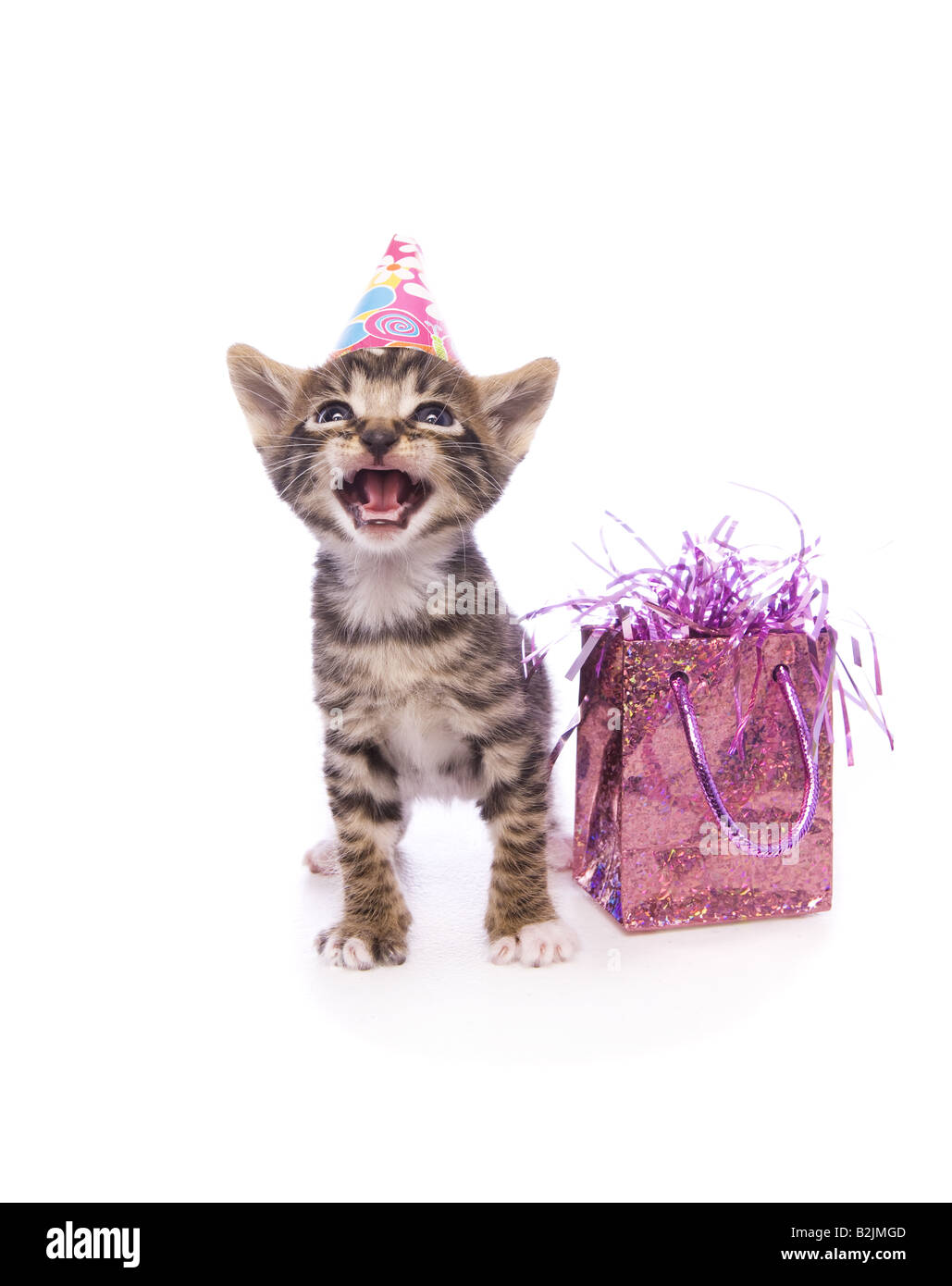Joyeux Anniversaire Adorable Chaton Avec Bouche Ouverte Wearing Hat Avec Sac Cadeau Isole Sur Fond Blanc Photo Stock Alamy