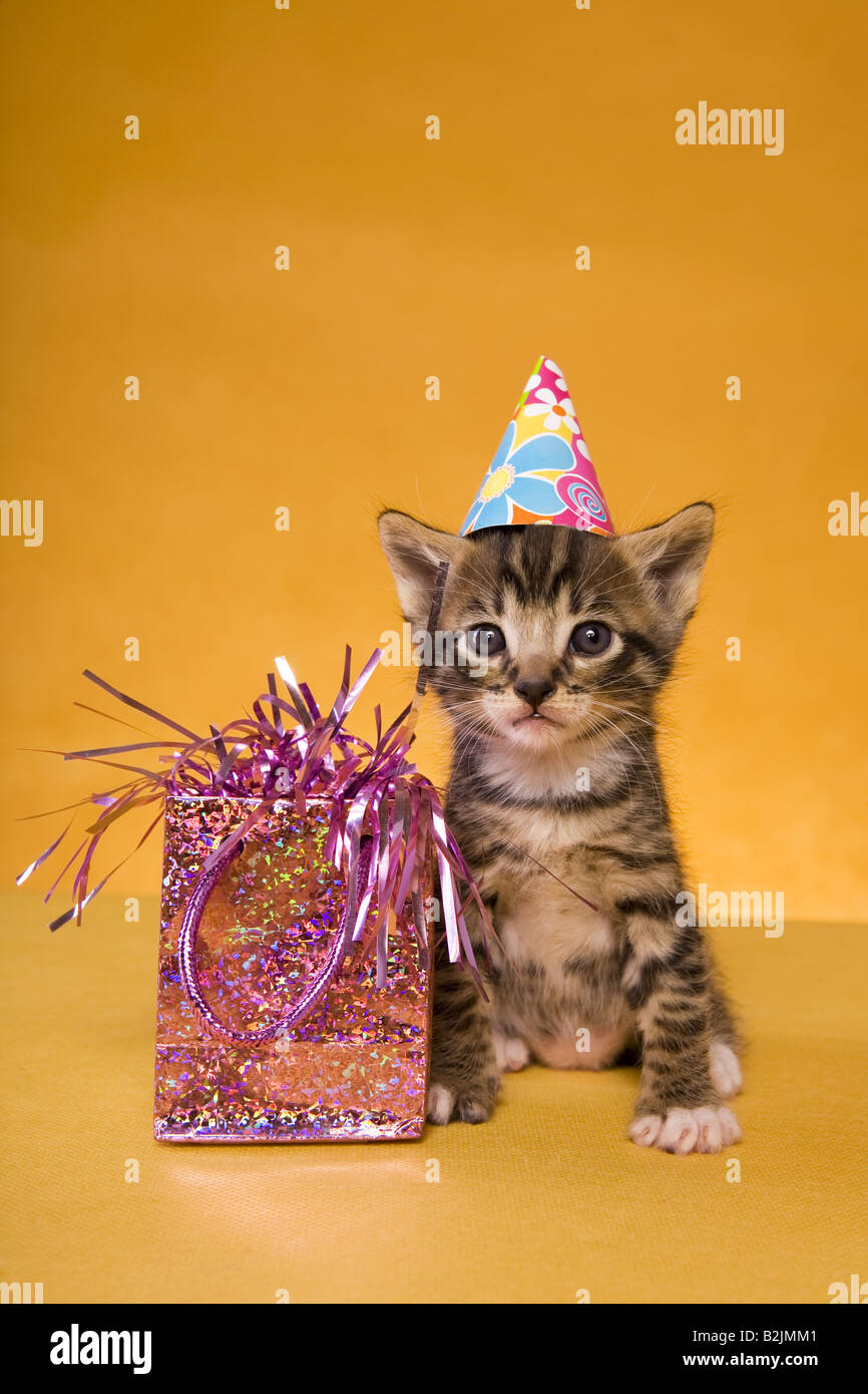 Joyeux Anniversaire Mignon Chaton Sur Fond Dore Photo Stock Alamy Joyeux Anniversaire Mignon Chaton Sur Fond Dore Photo Stock Alamy