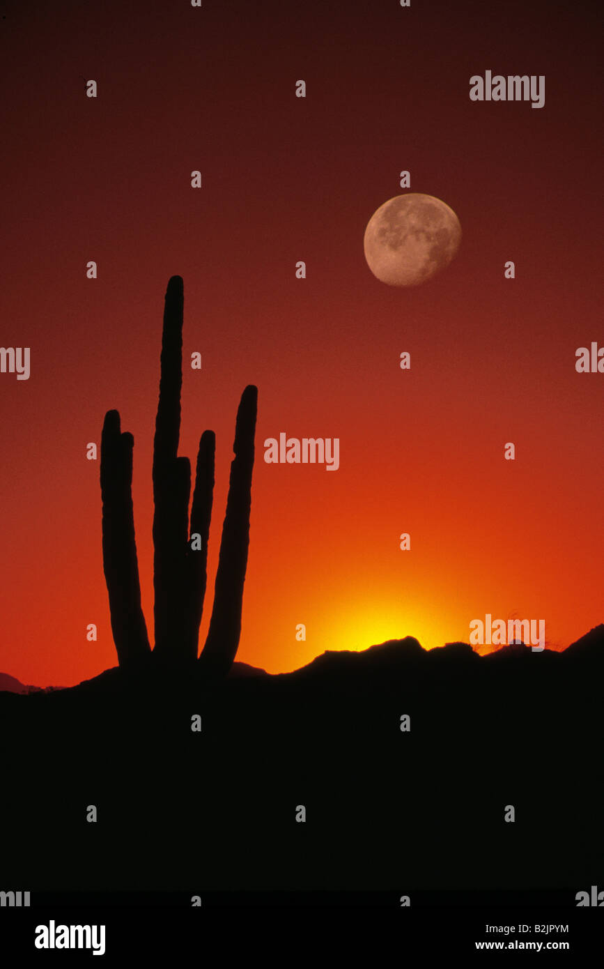Saguaro Cactus Lune Arizona Cactis avec Full Moon Rising Sunset Banque D'Images