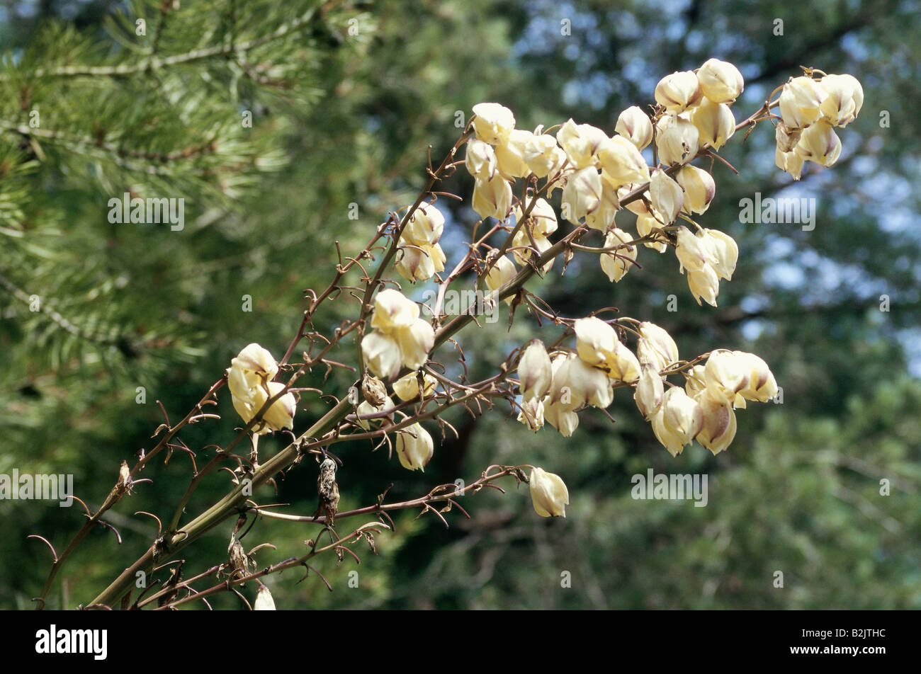 La botanique, l'espagnol dagger (Yucca Gloriosa Variegata), Additional-Rights Clearance-Info-fleur,-Not-Available Banque D'Images