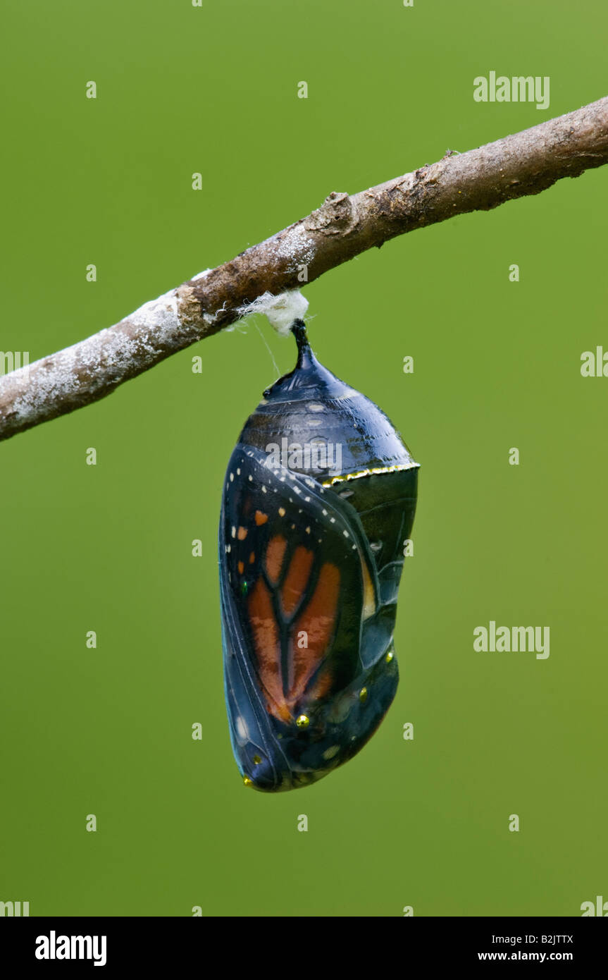 Papillon monarque prêt à sortir de sa chrysalide Banque D'Images