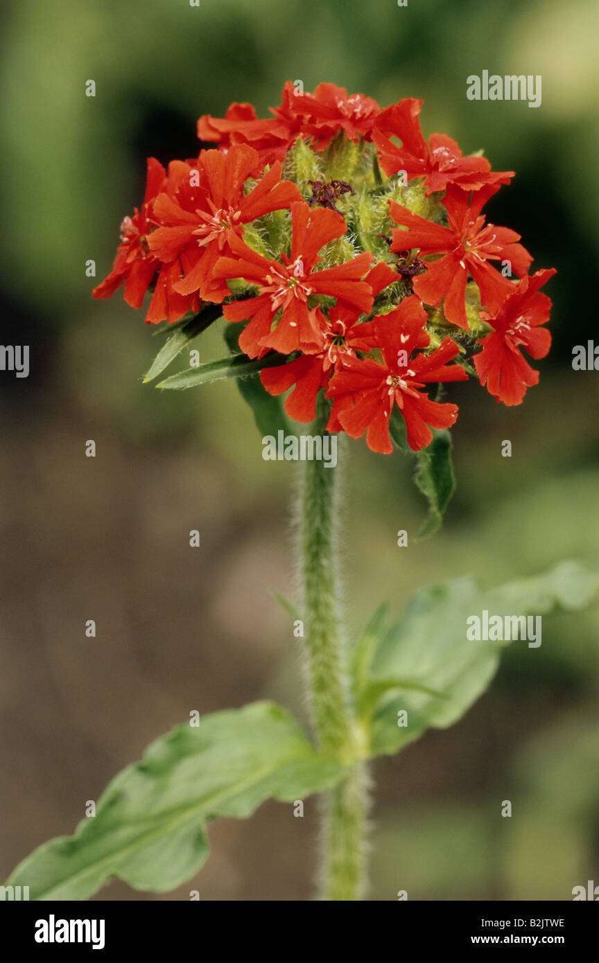 La botanique, l'amour brûlant (Lychnis chalcedonica), Additional-Rights Clearance-Info-bloom,-Not-Available Banque D'Images