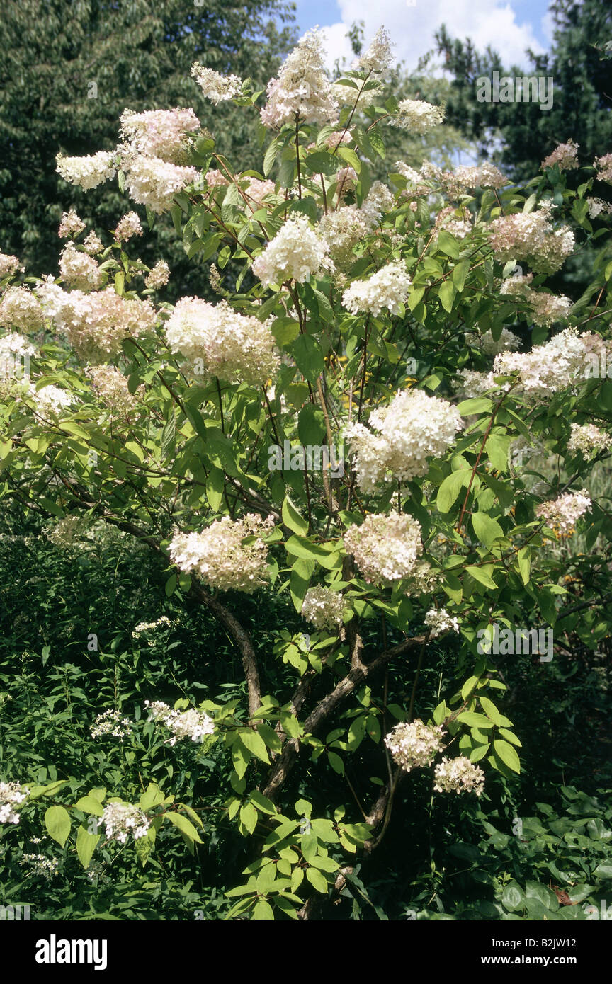 La botanique, l'hortensia, Hortensia, Hydrangea paniculata (Additional-Rights Clearance-Info), à-Not-Available Banque D'Images