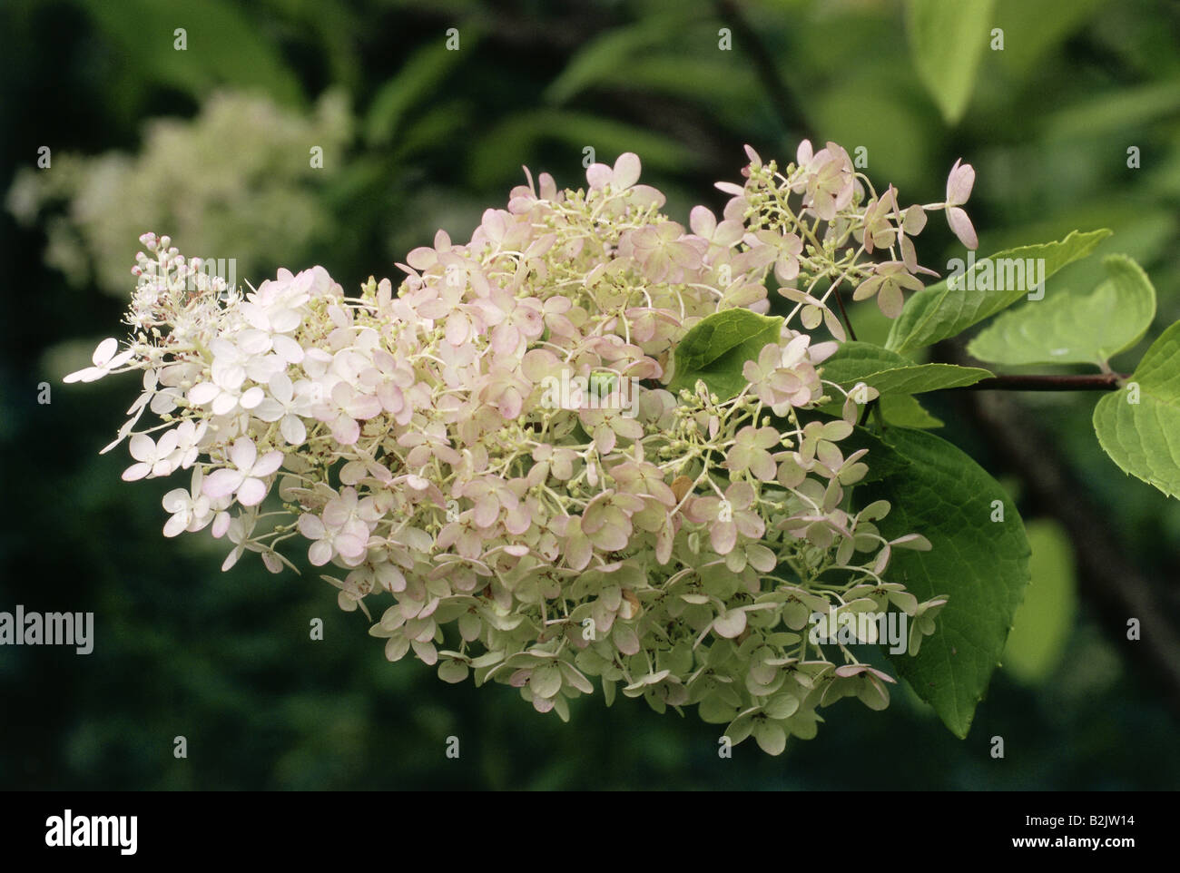 La botanique, l'hortensia, Hortensia, Hydrangea paniculata), Bloom au Additional-Rights Clearance-Info Direction générale, à-Not-Available Banque D'Images