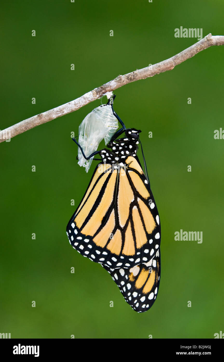 Le séchage des ailes du papillon monarque après avoir émergé de sa chrysalide Banque D'Images