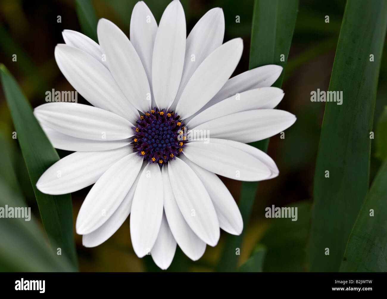 Belle marguerite blanche sticks de parmi les feuilles Banque D'Images