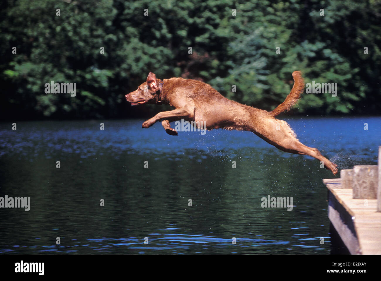 Chesapeake Bay Retriever Leaping off Dock Banque D'Images