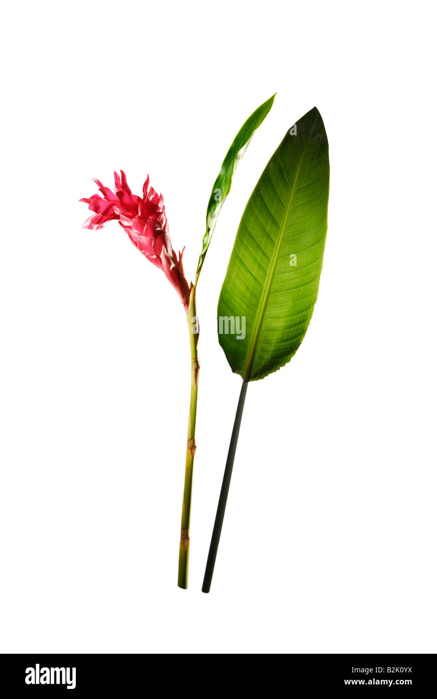 Red ginger plant fleur fleur de pluie Forêt Forêt big leaf fond uni blanc géant studio shot Banque D'Images
