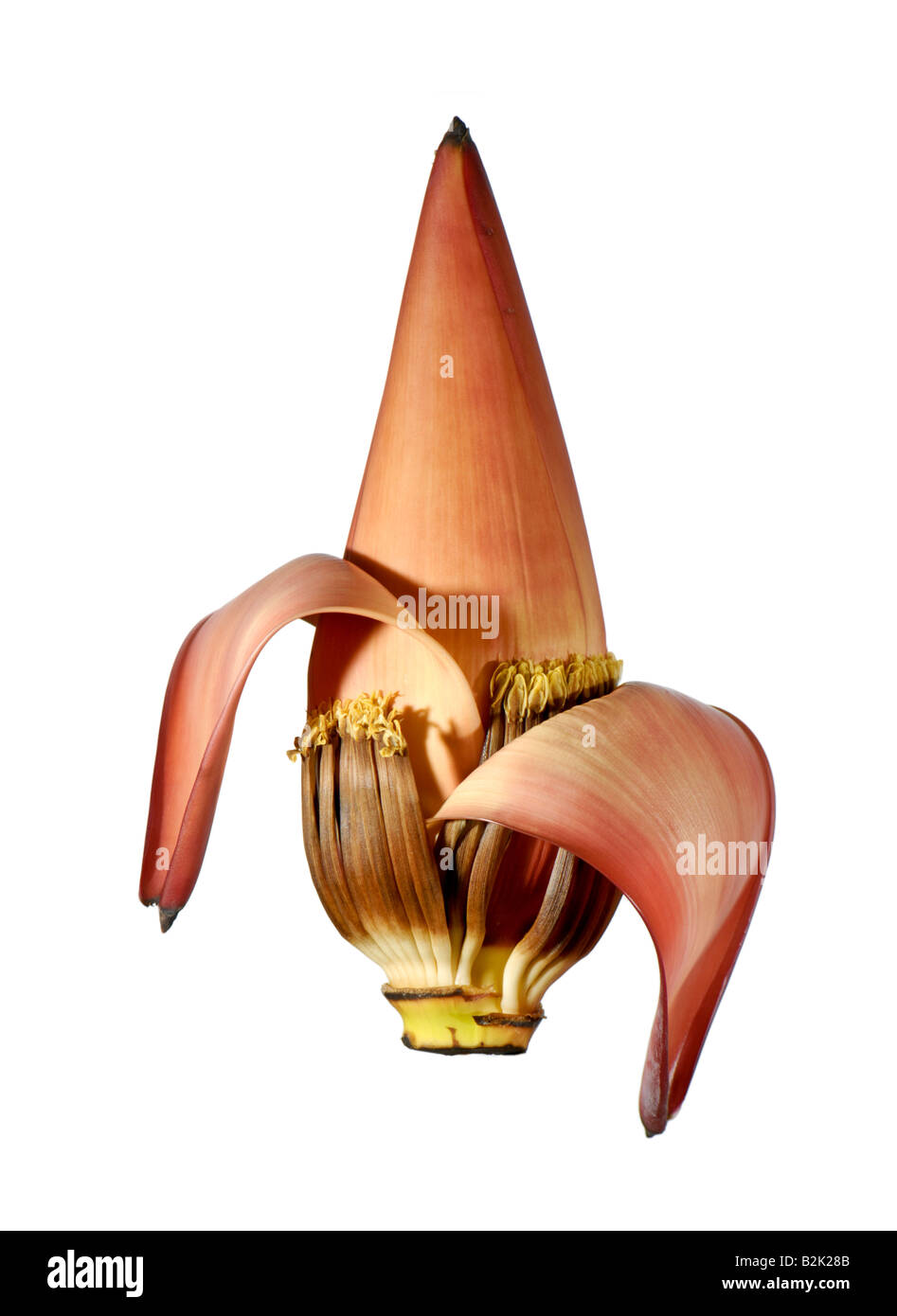MACRO fleur fleur de bananier MAKRO Gomba bouton floral Banque D'Images
