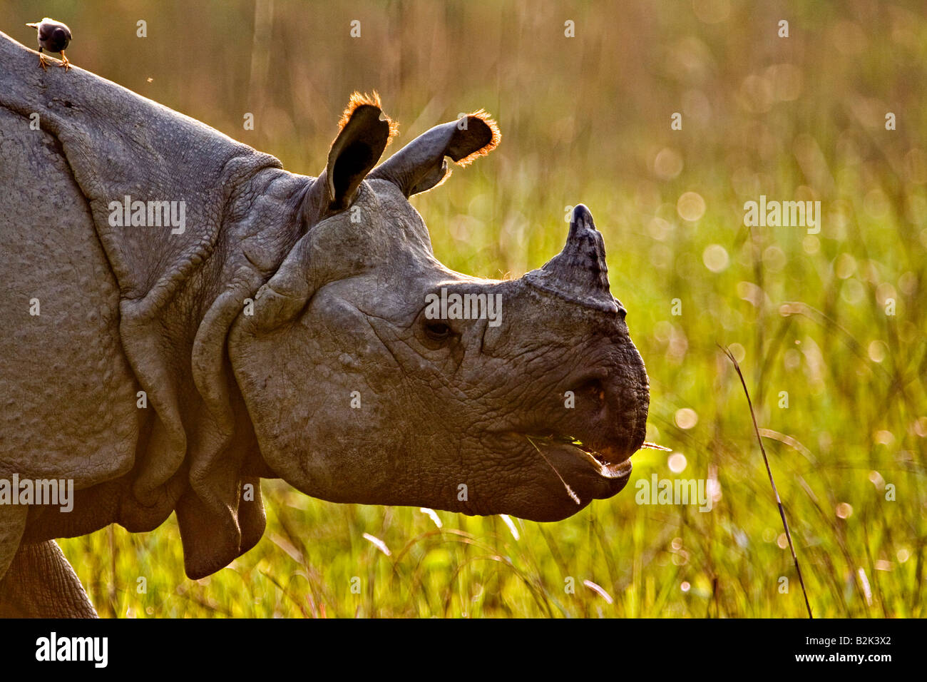 Head shot d'un écran rétroéclairé asiatique longicorne rhinocéros dans le parc national de Kaziranga dans le nord-est de l'état indien de l'Assam Banque D'Images