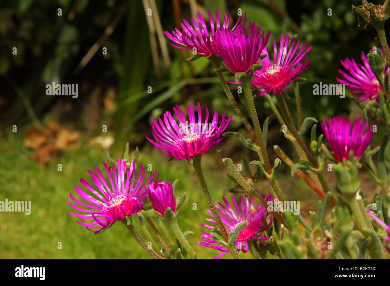 Fleurs rouge carmin brillant ostéospermum Banque D'Images