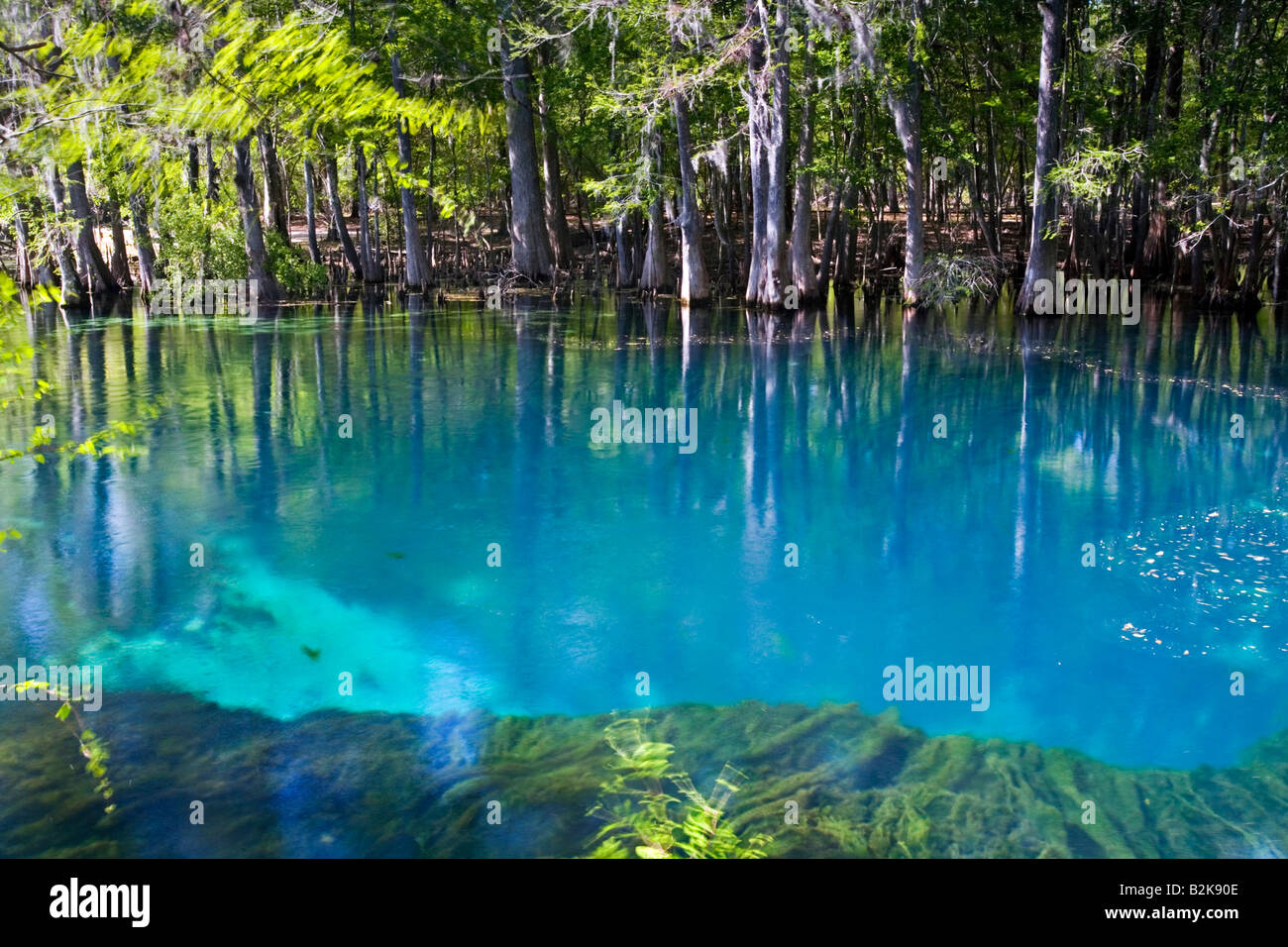Manatee Springs State Park près de Chiefland, Floride Banque D'Images