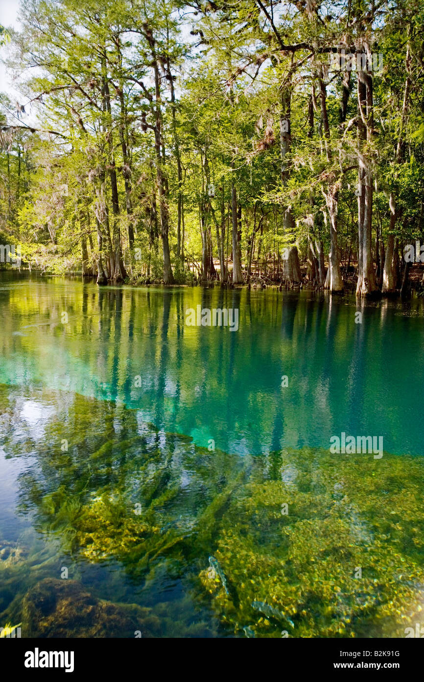 Manatee Springs State Park près de Chiefland, Floride Banque D'Images