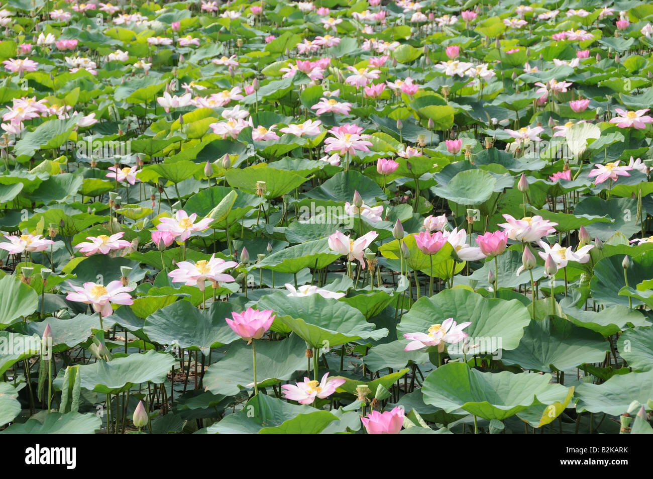 Les fleurs de lotus Nelumbo nuciferan Vietnam Banque D'Images
