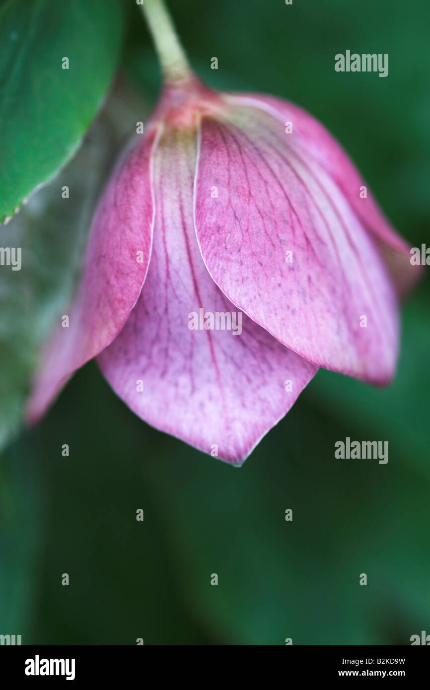 Single Pink Helleborus Bud gros plan sur un fond vert flou, Angleterre, Royaume-Uni Banque D'Images