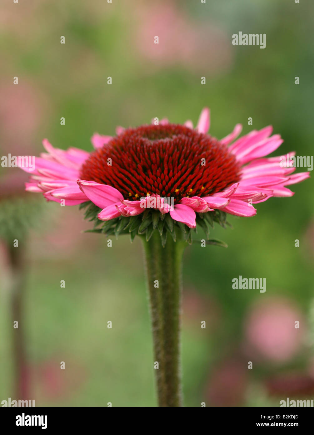 Echinacea Purpurea est sombre Banque D'Images