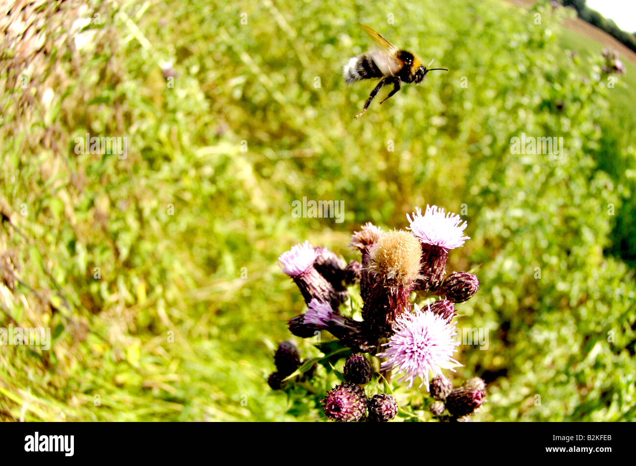 abeille qui vole Banque D'Images