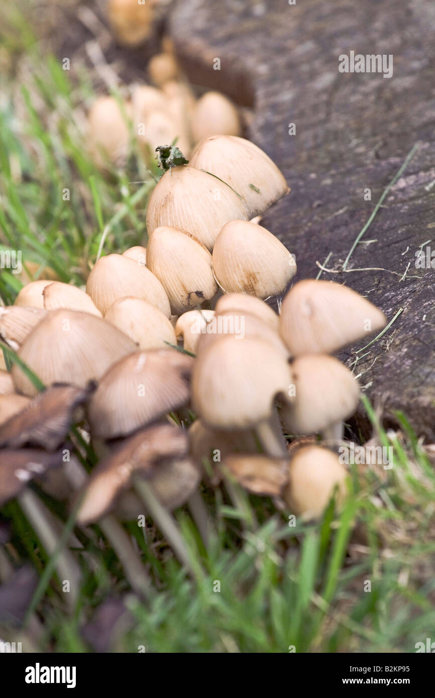 Champignons sauvages close up Banque D'Images