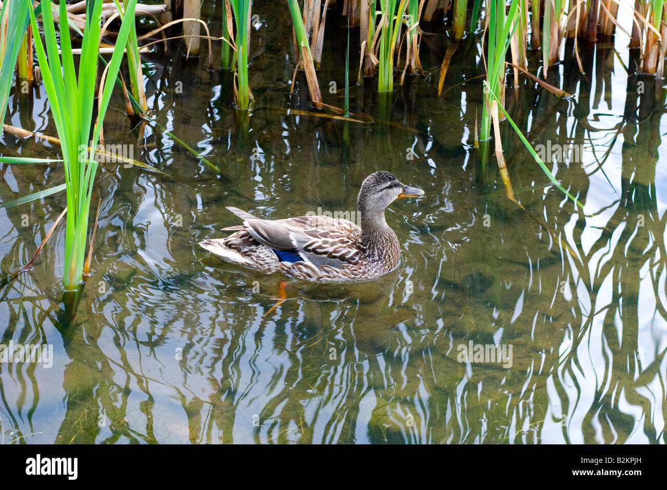 Les milieux humides de Canards colverts Cardiff Bay Banque D'Images