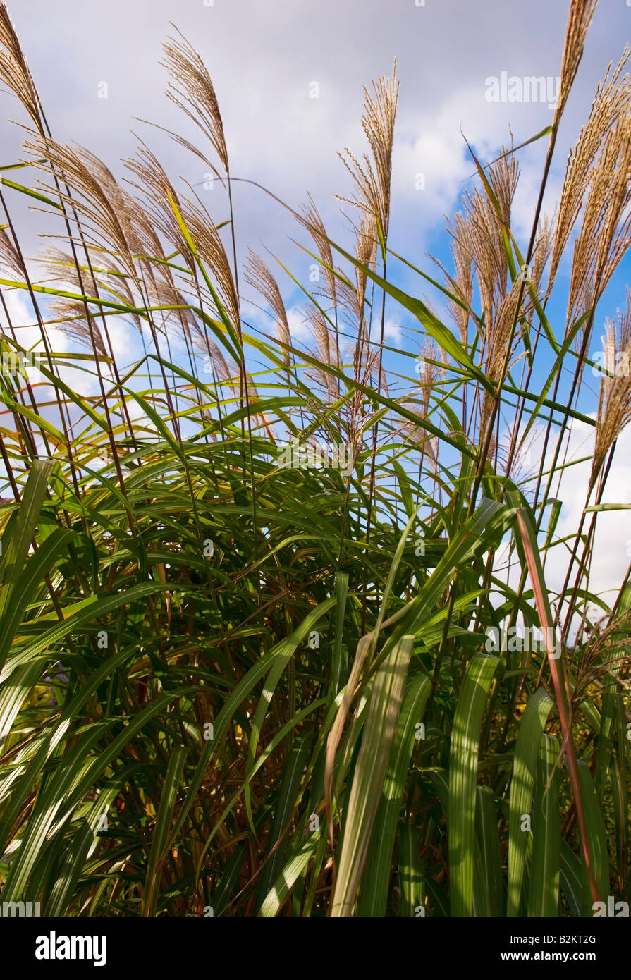 MISCANTHUS SINENSIS POSEIDON Banque D'Images