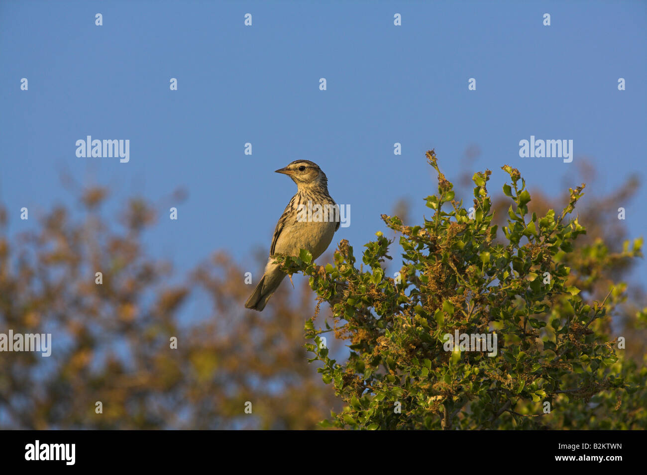 Lullula arborea Woodlark perché en Bush à la fin de soir soleil dans Napi Valley, Lesbos, Grèce en avril. Banque D'Images Lullula arborea Woodlark perché en Bush à la fin de soir soleil dans Napi Valley, Lesbos, Grèce en avril. Banque D'Images