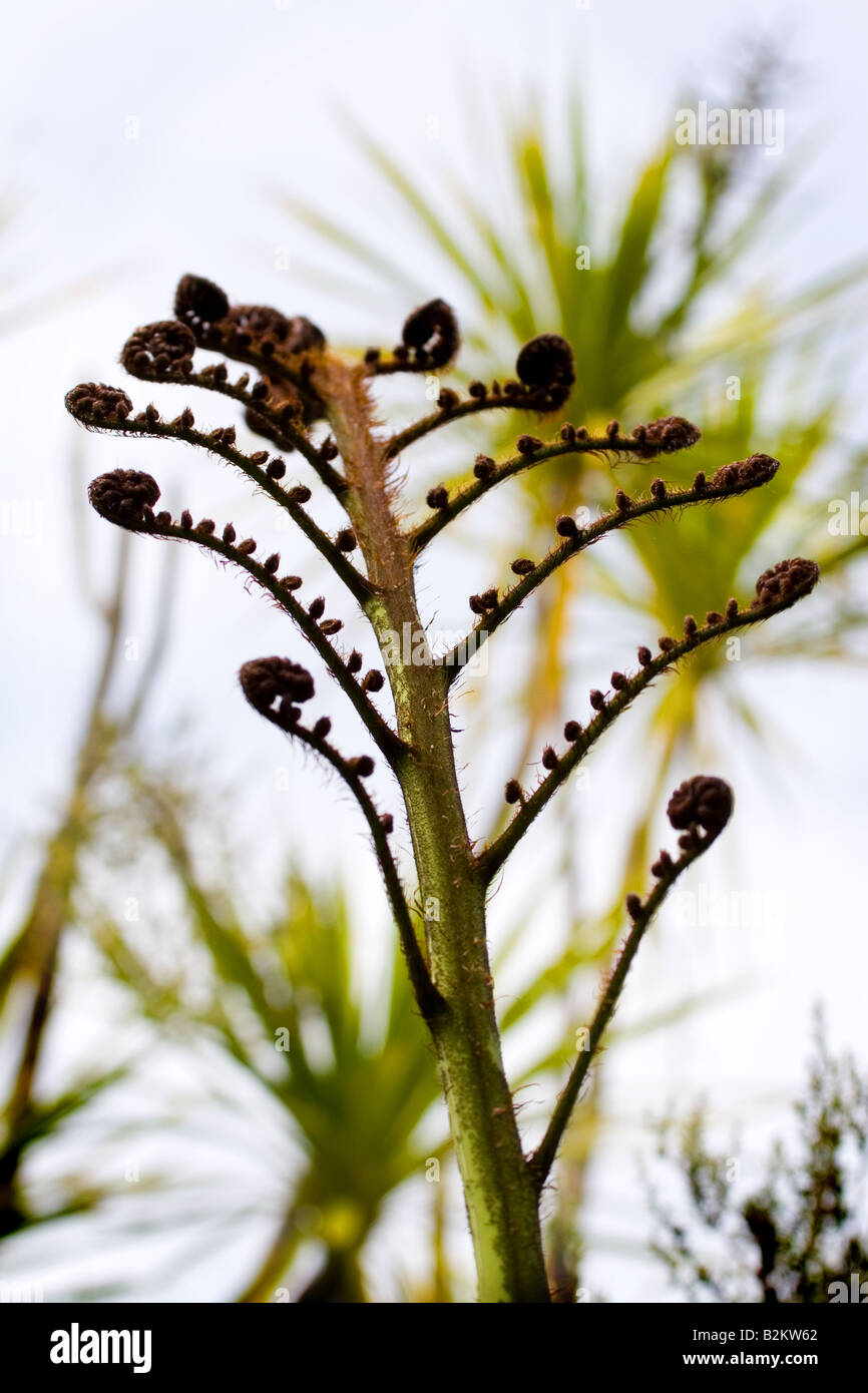 Arbre généalogique déployant fronde de fougère ou koru sur l'île de Tiritiri Matangi Banque D'Images