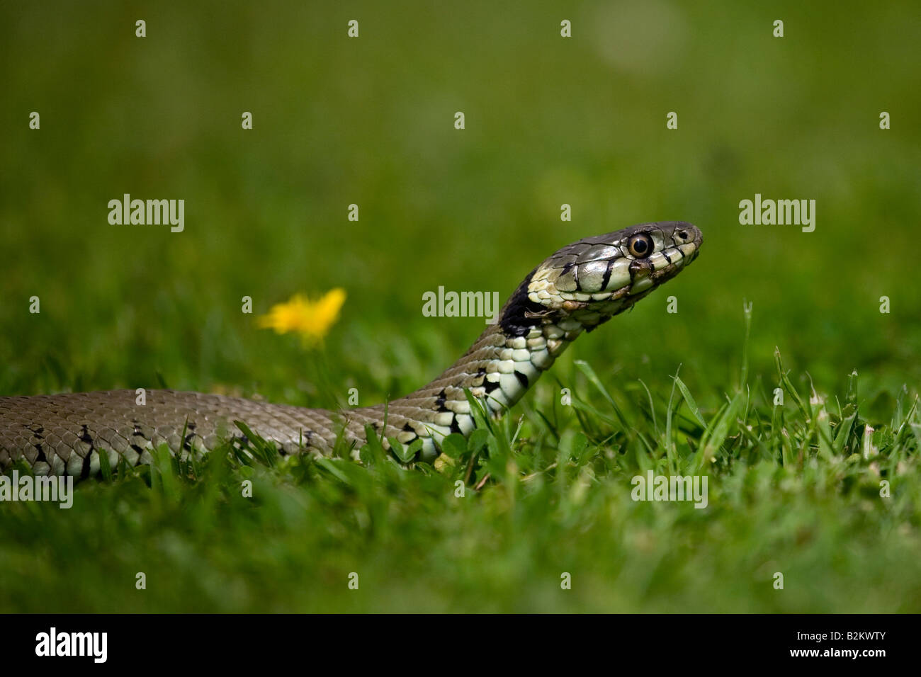 Portrait de profil d'une couleuvre dans l'herbe courte. Banque D'Images