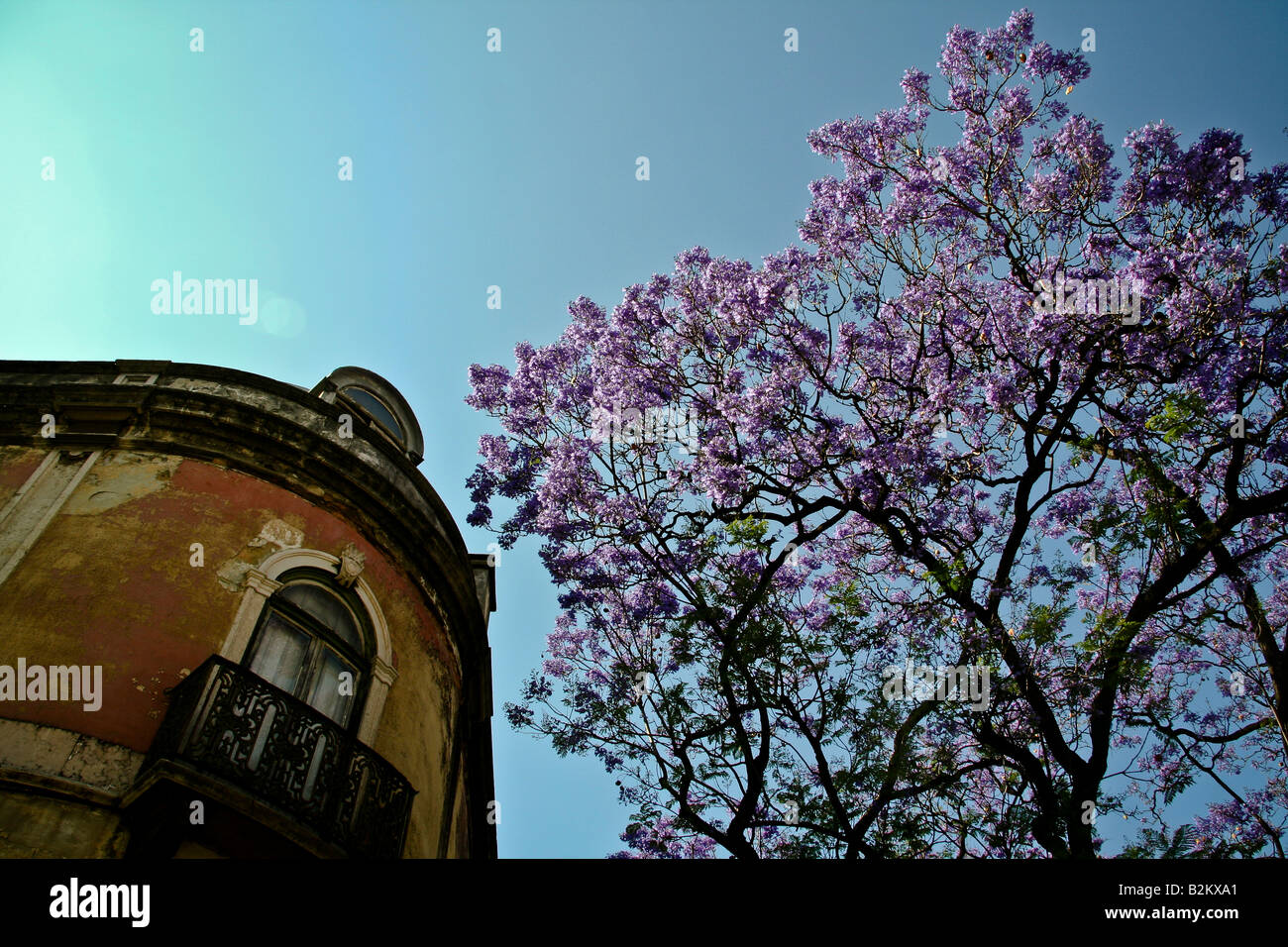 Ciel avec Lisbonne jacarandas Banque D'Images