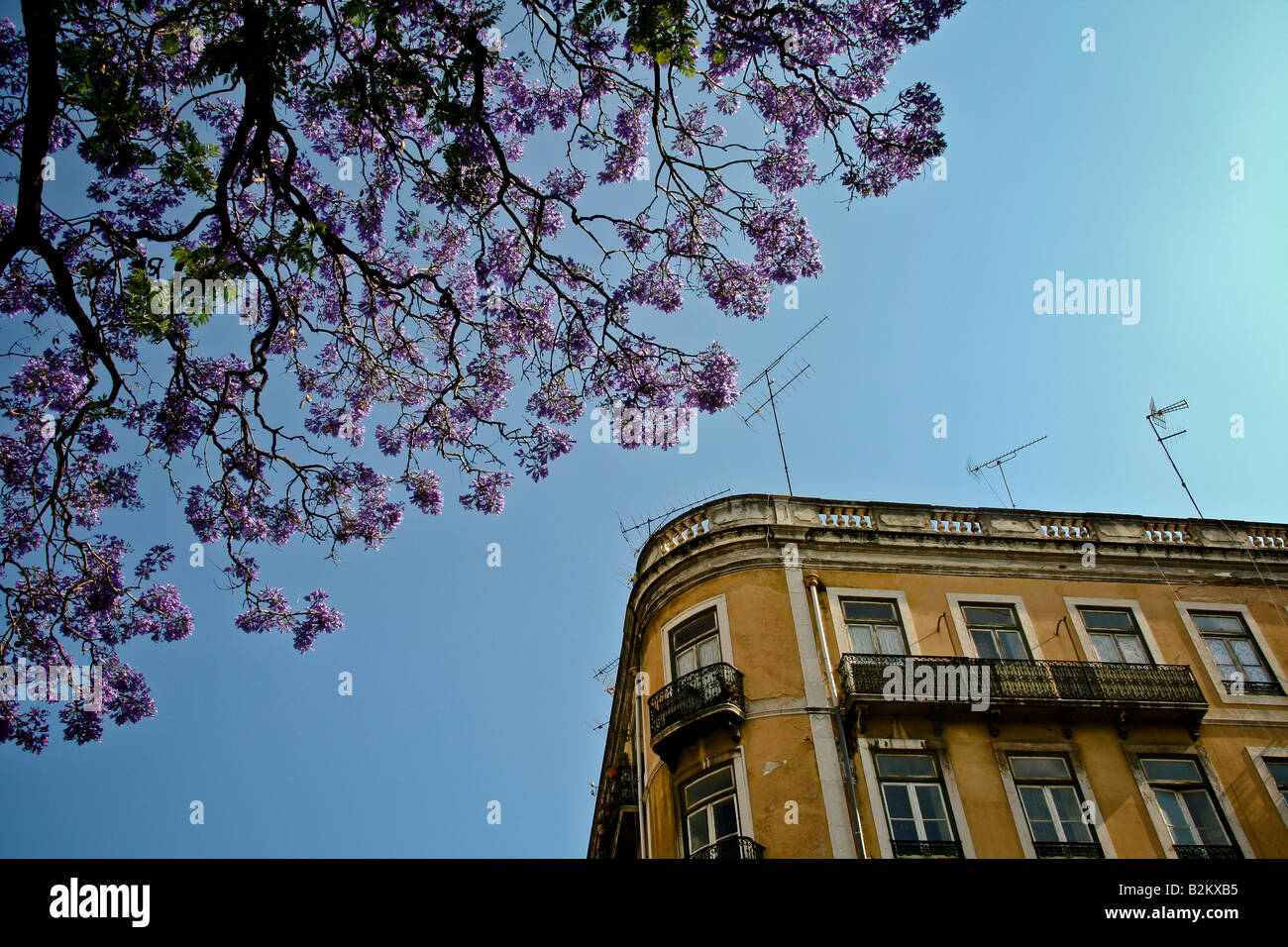 Ciel avec Lisbonne jacarandas Banque D'Images