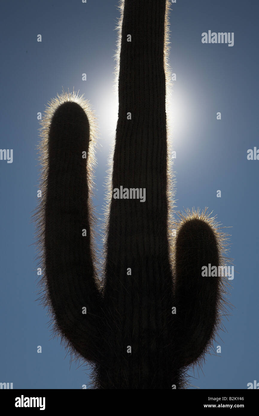 Cactus dans Parque Nacionale de Cardones à Salta, dans le Nord de l'Arentina. Banque D'Images