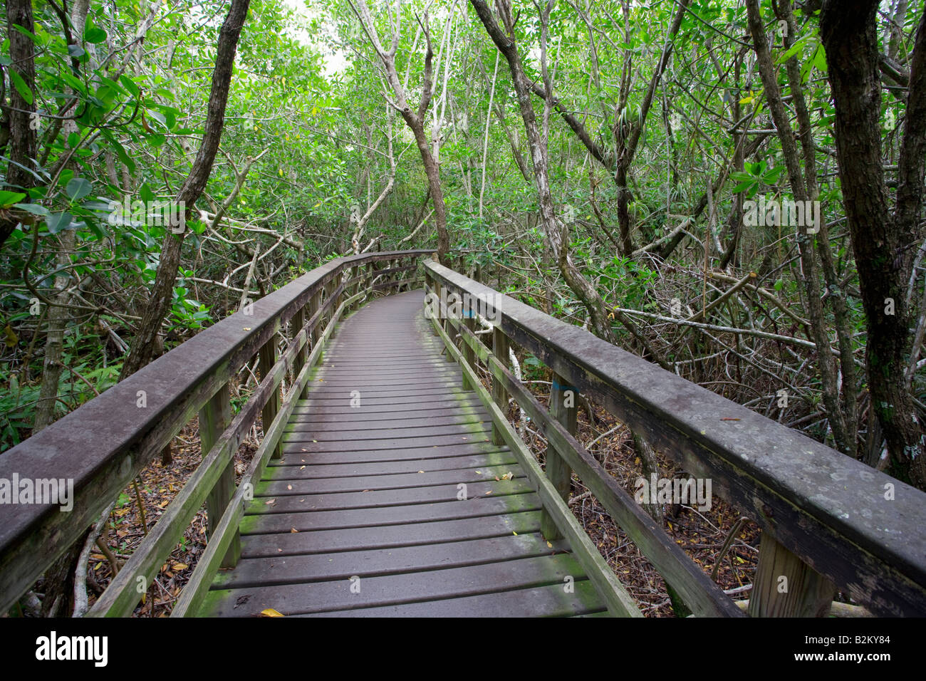 Sentier qui traverse la forêt national des Everglades, Florida, USA Banque D'Images