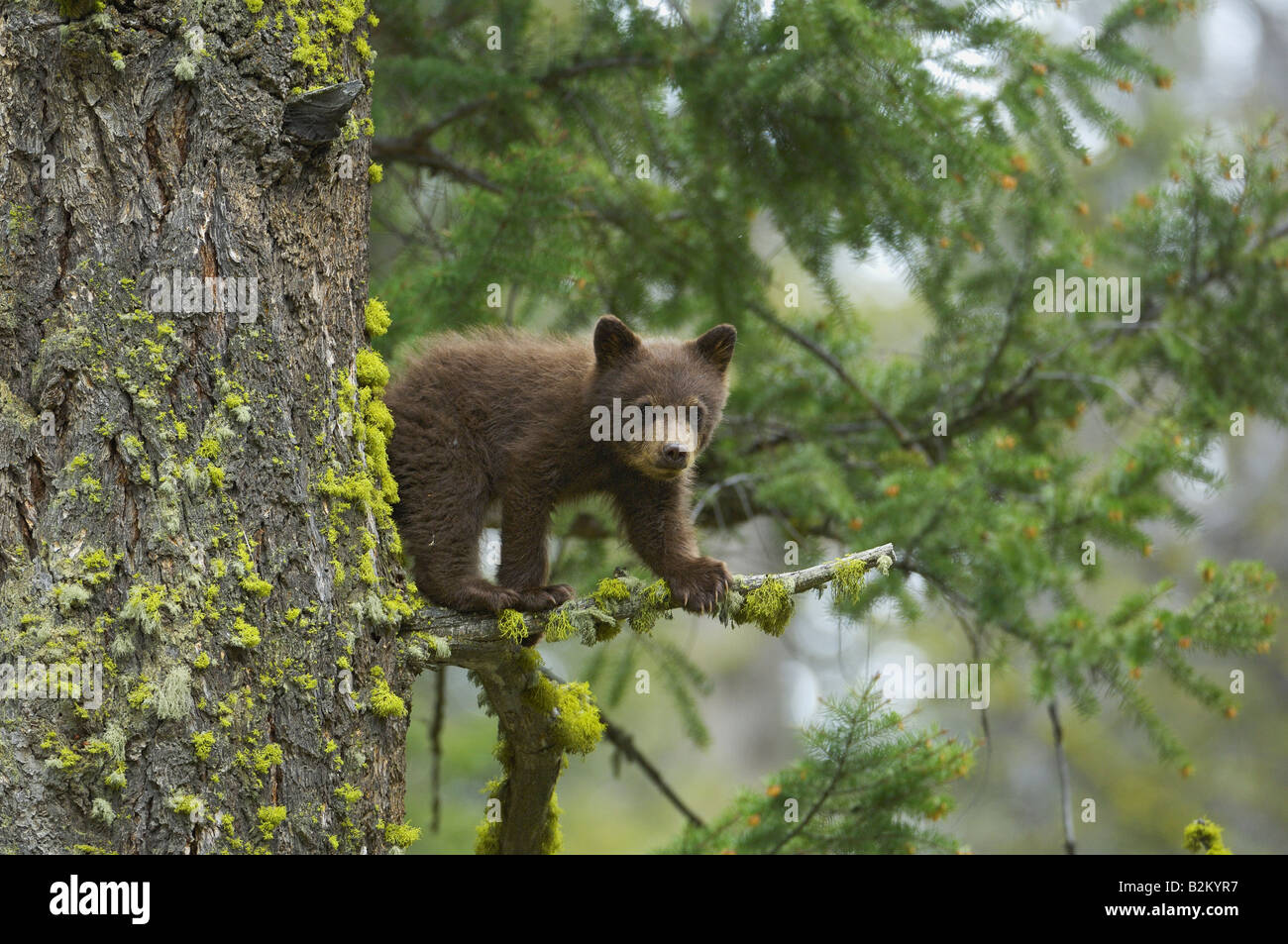 Bébé ours au chocolat dans l'arbre Banque D'Images