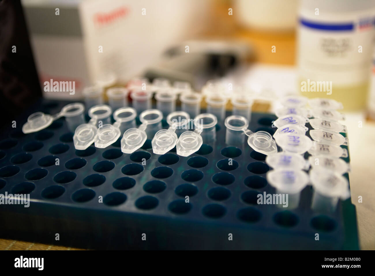 L'équipement de laboratoire pour l'analyse d'ADN des échantillons sont contenues dans de petits bouchons en plastique avec viles stockés dans des casiers en plastique Banque D'Images