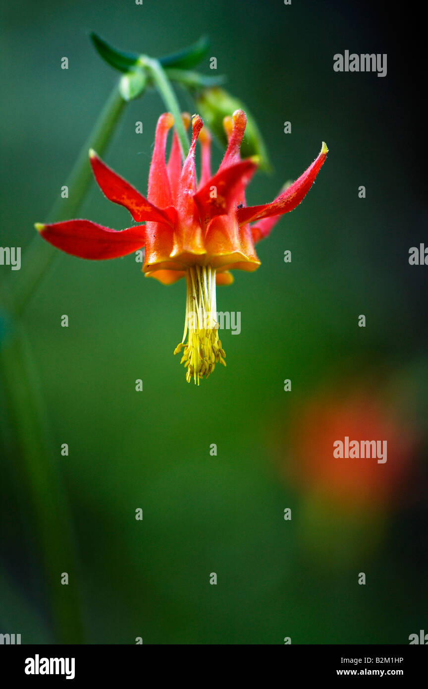 Fleur rouge écarlate, l'Ancolie (Aquilegia formosa) Banque D'Images