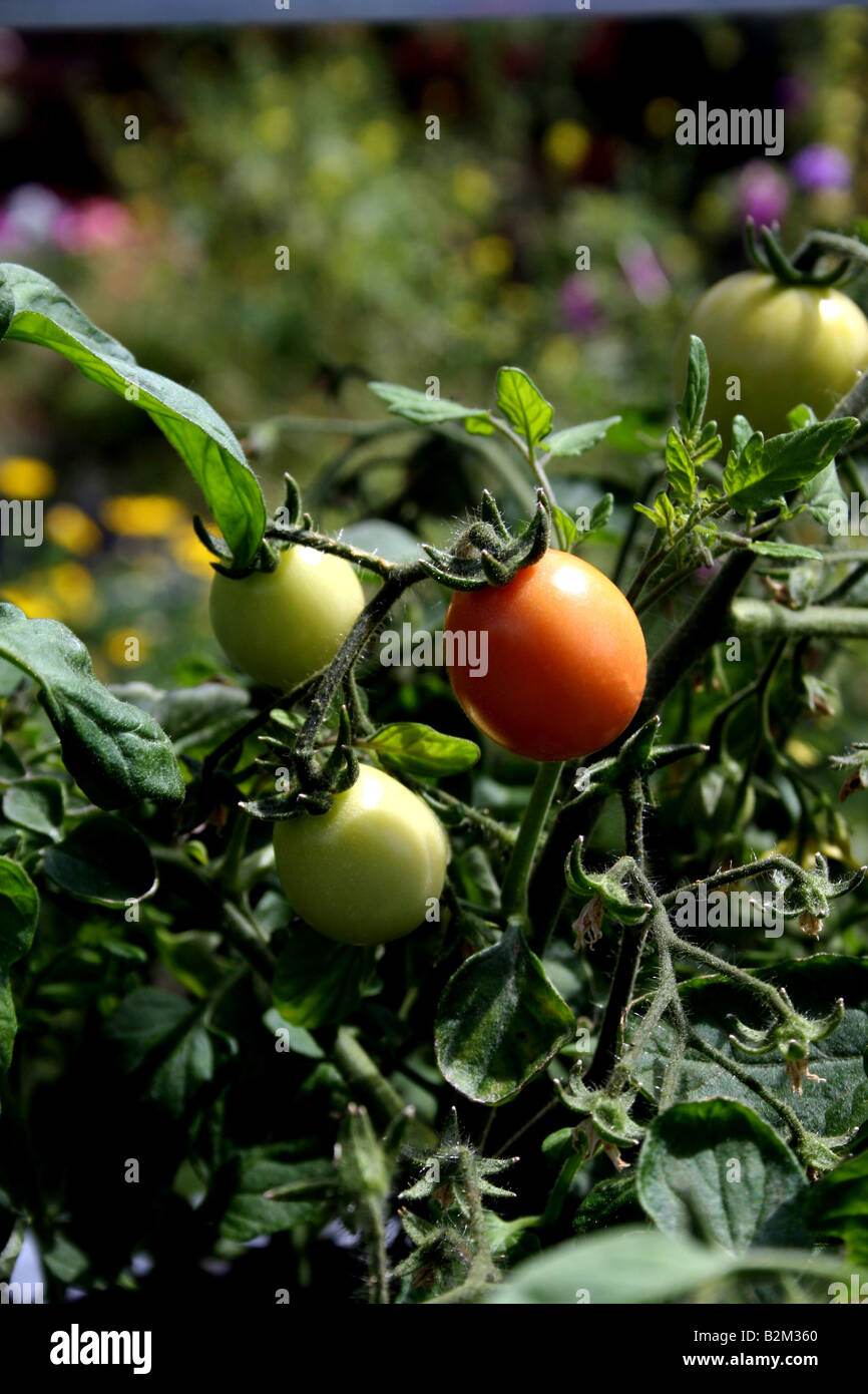 La tomate GARTENPERLE. Des tomates. Banque D'Images