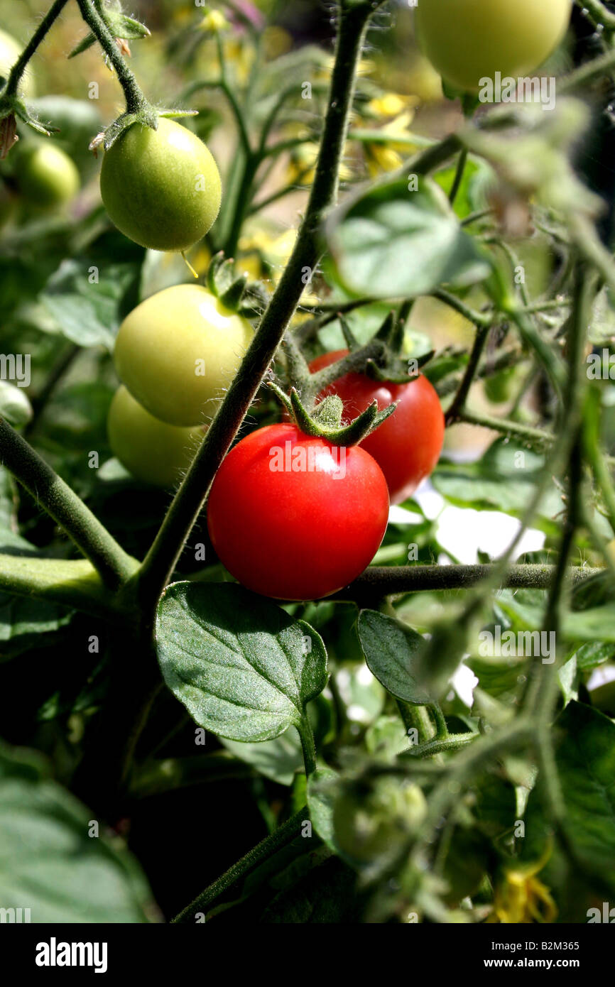 Tomates MONEYMAKER MÛRES SUR LA VIGNE. Banque D'Images