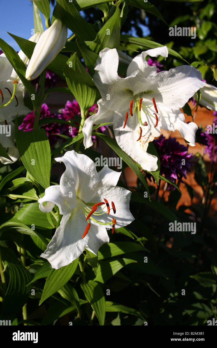 LILIUM CASABLANCA. Lys ORIENTAL BLANC. Banque D'Images