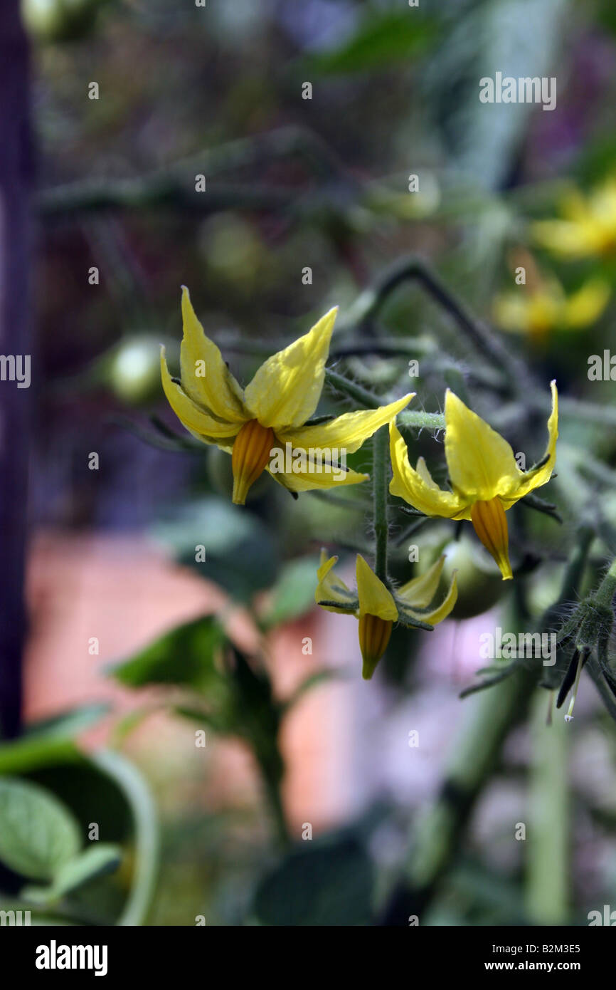 Près DES IMAGES DE FLEURS DE LA TOMATE MONEYMAKER Banque D'Images