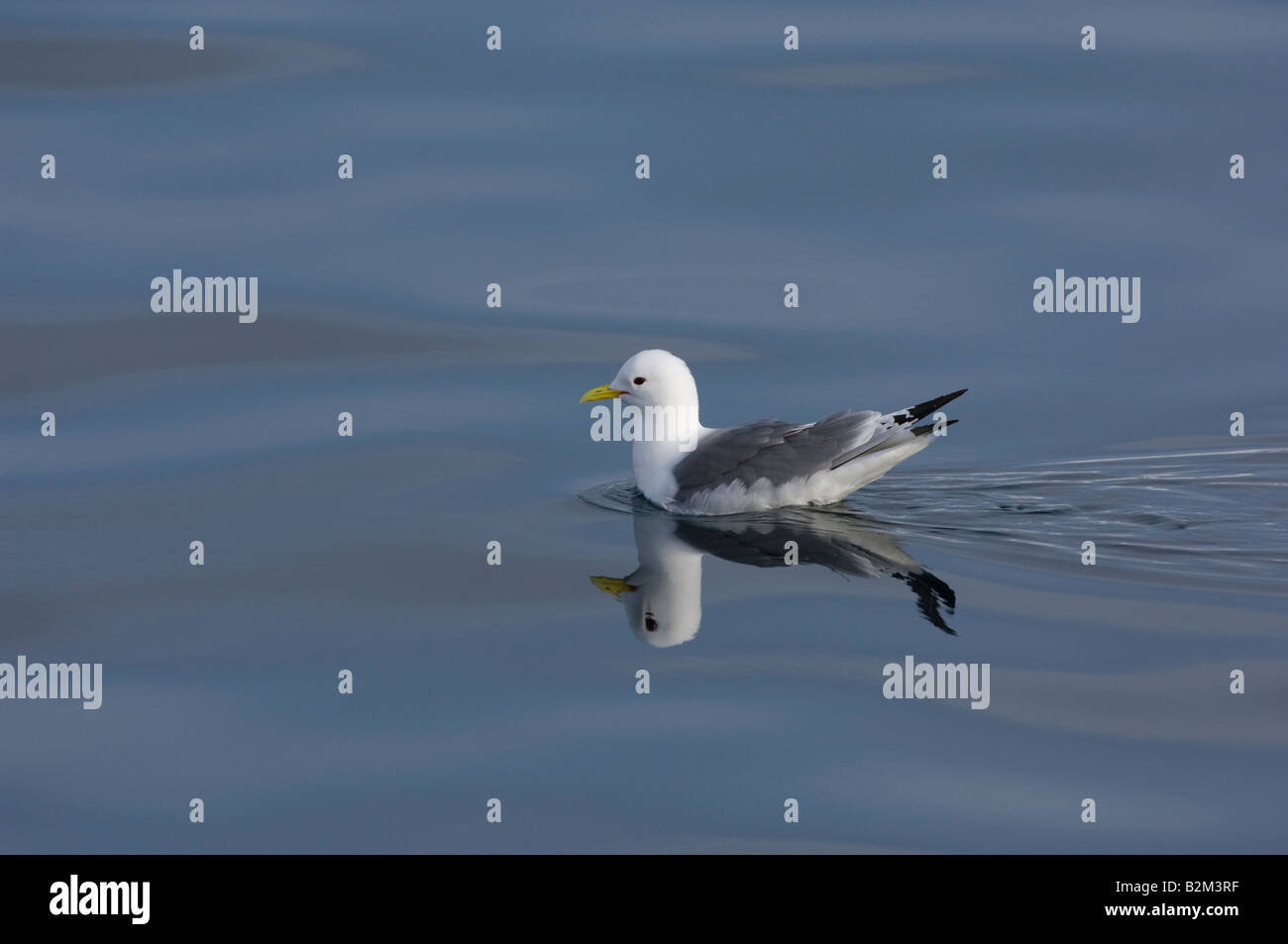 La Mouette tridactyle (Rissa tridactyla) noir sur l'eau avec la réflexion Banque D'Images