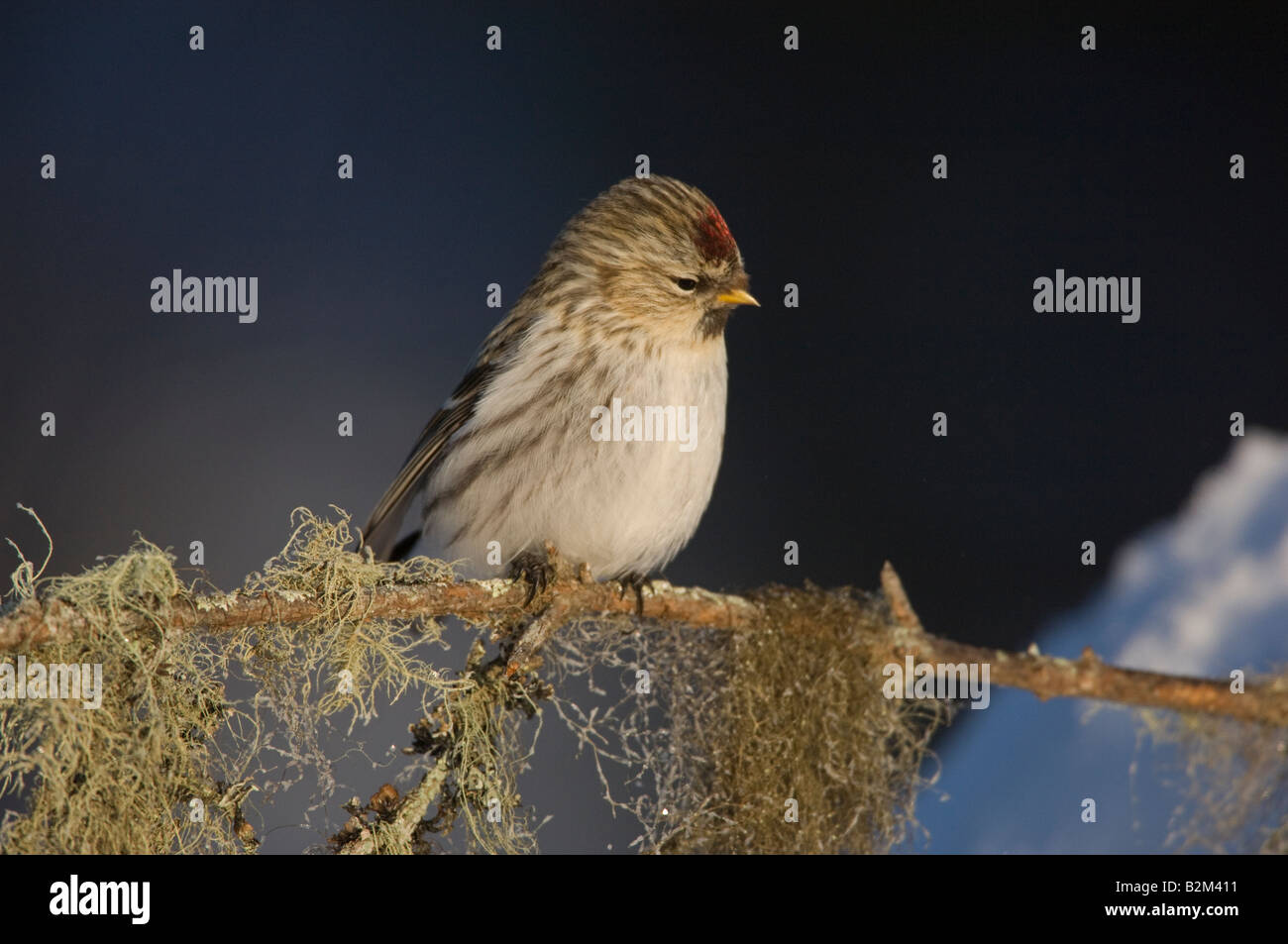 Carduelis flammea Common Redpol Banque D'Images