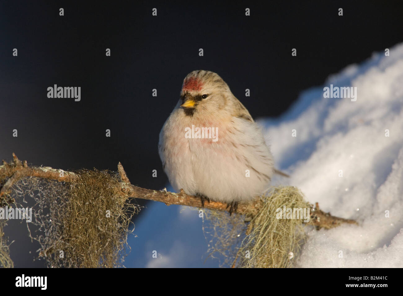 Carduelis flammea Common Redpol Banque D'Images