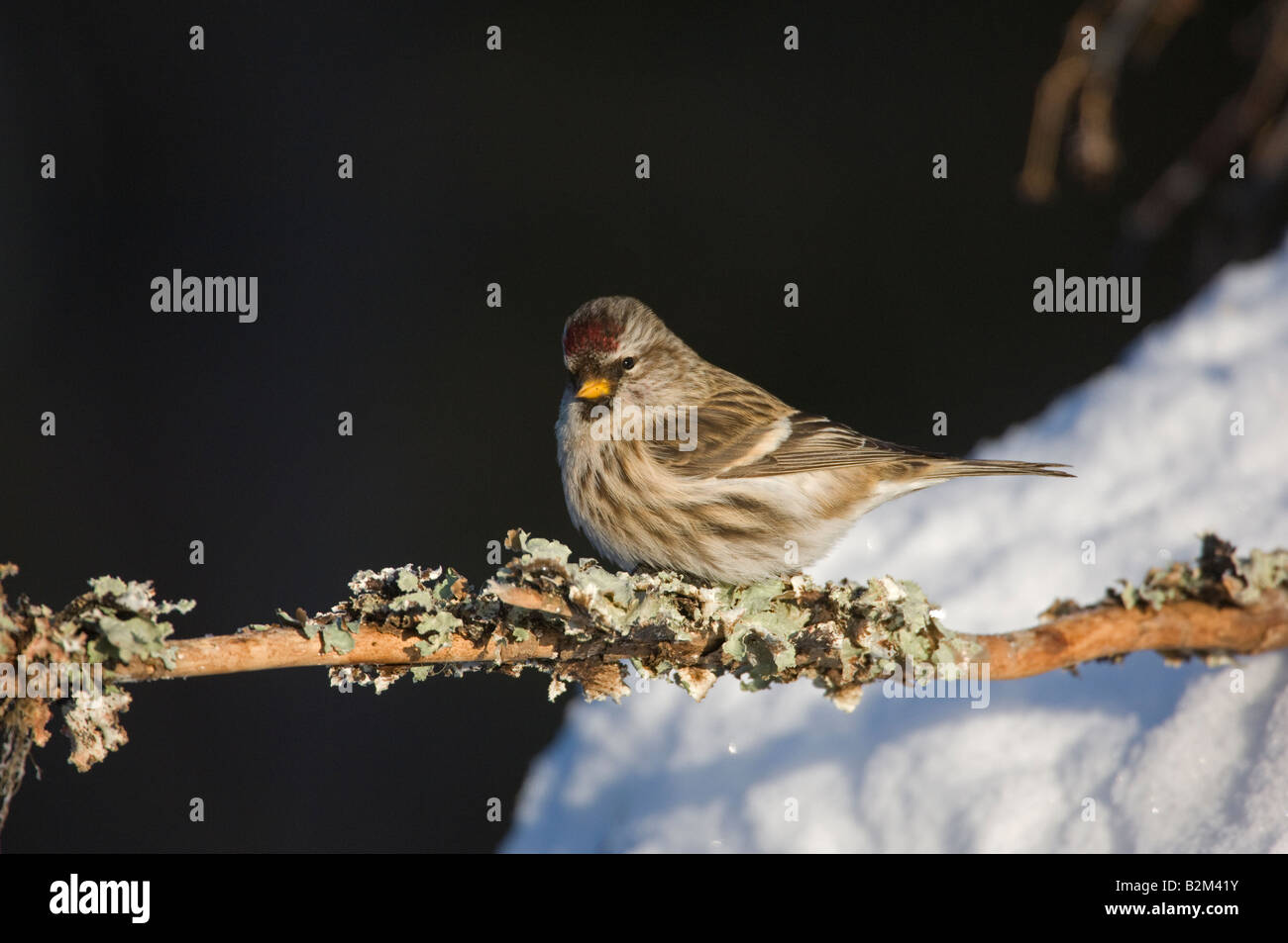 Carduelis flammea Common Redpol premier hiver Banque D'Images