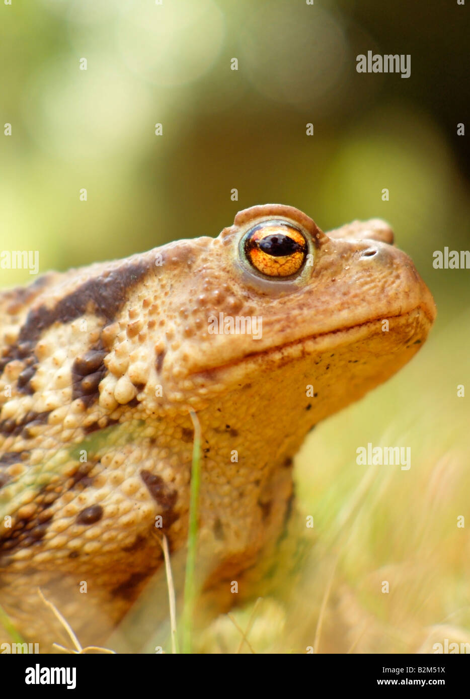 Crapaud commun Bufo bufo Banque D'Images